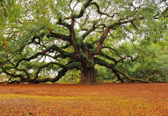 angel oak tree 