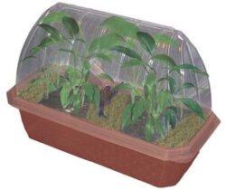 banana plant growing kit
