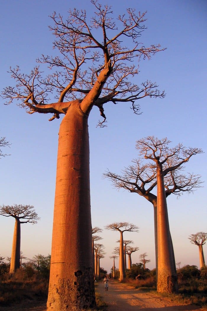 baobab trees 