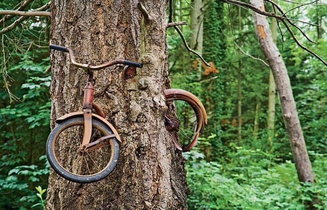 bike in tree