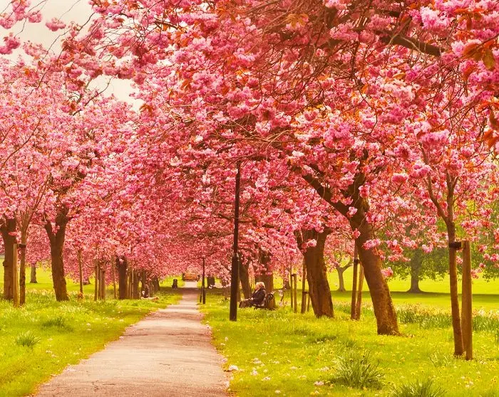 blossom tunnel, england