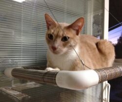 cat window perch