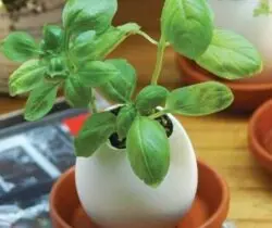 crack and grow basil egg
