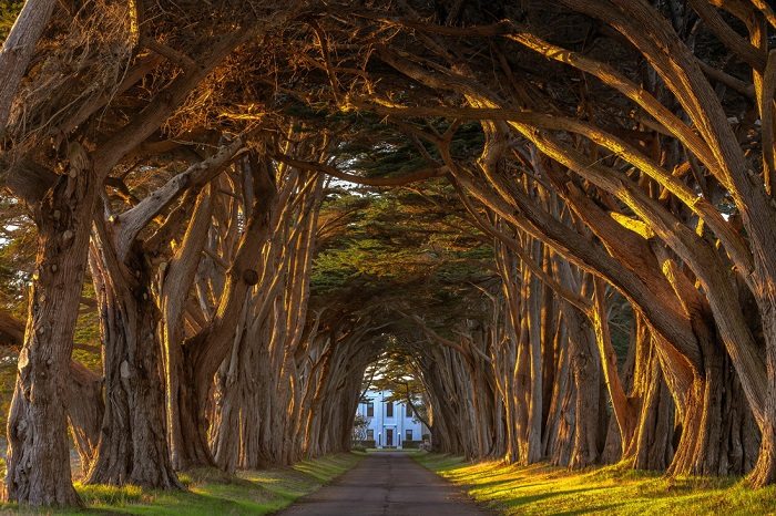 cypress tree tunnel, california
