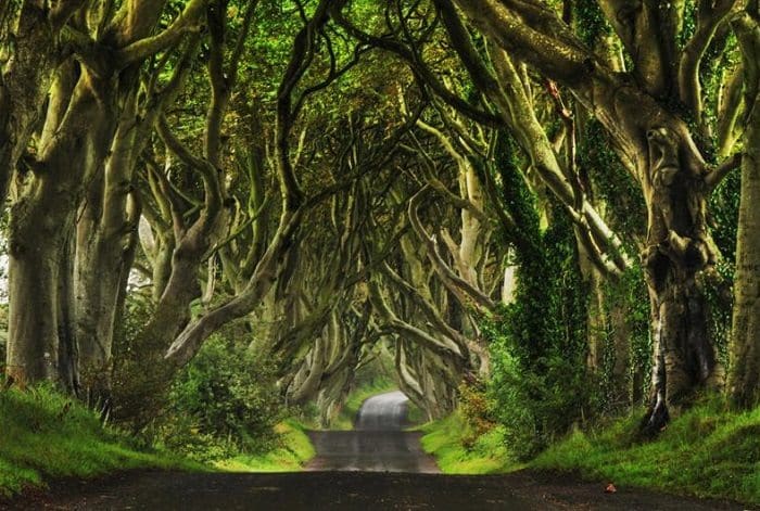 dark hedges, ireland daytime