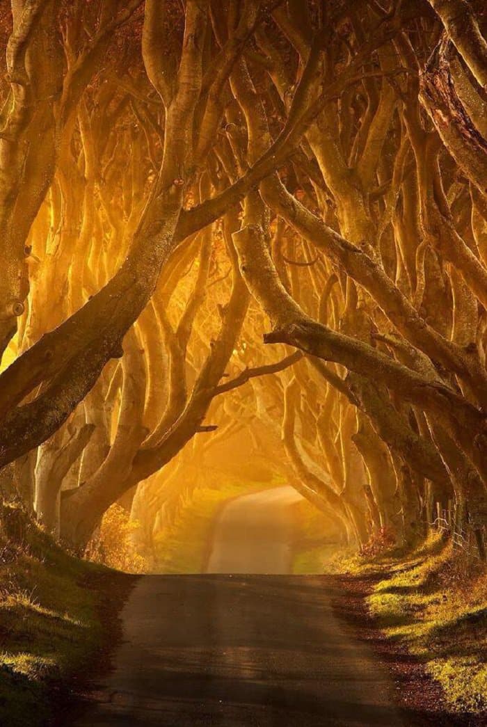 dark hedges, ireland