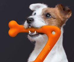 dog boomerang toy