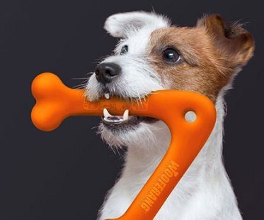 dog boomerang toy