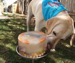 dog toy ice treat maker