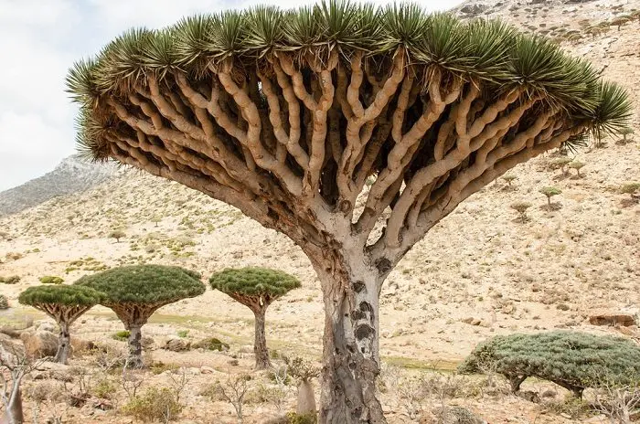 dragonblood tree with other trees and desert in back ground 