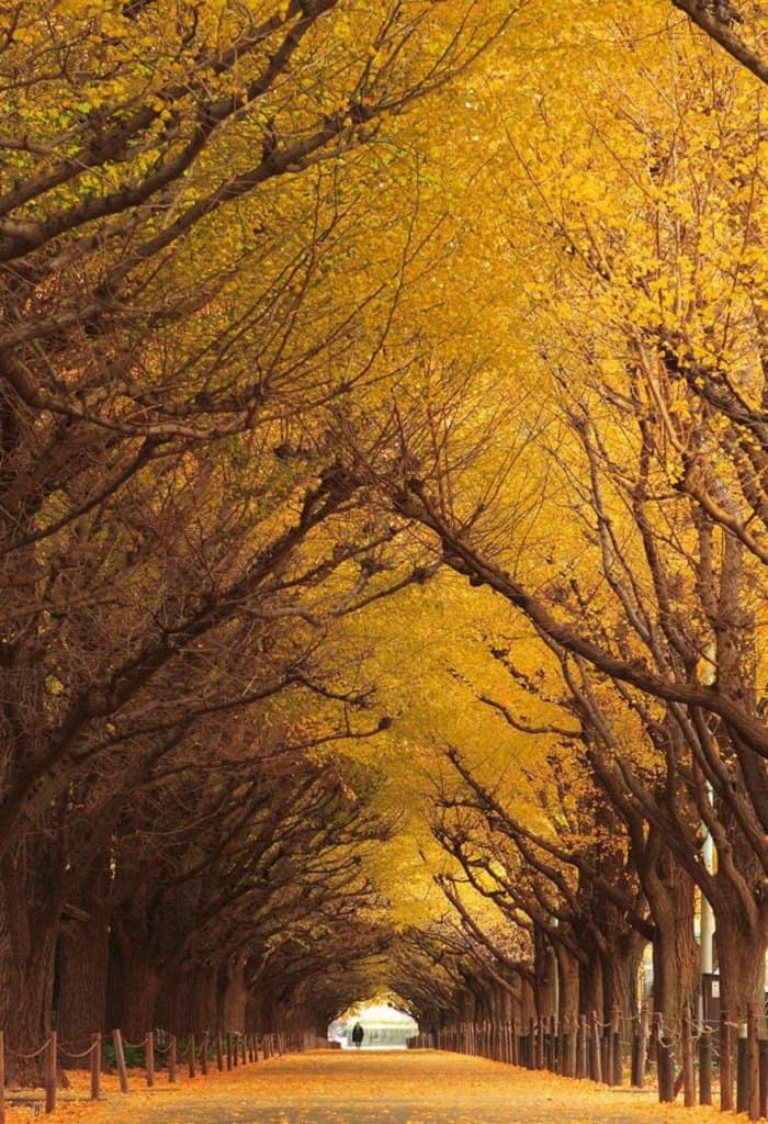 ginkgo tree tunnel, japan