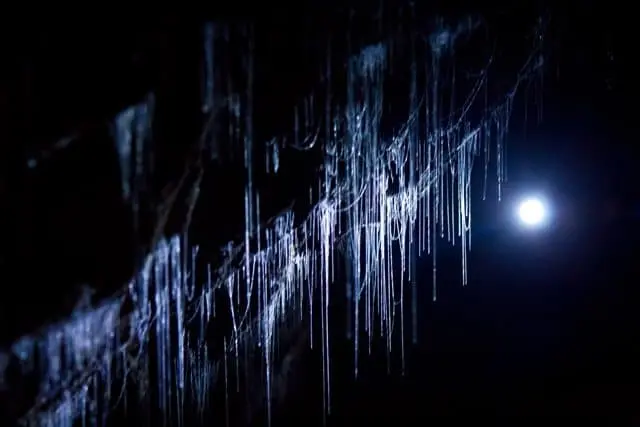 glowworm cave close up