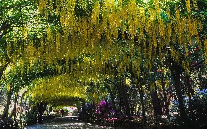 laburnum tunnel, wales