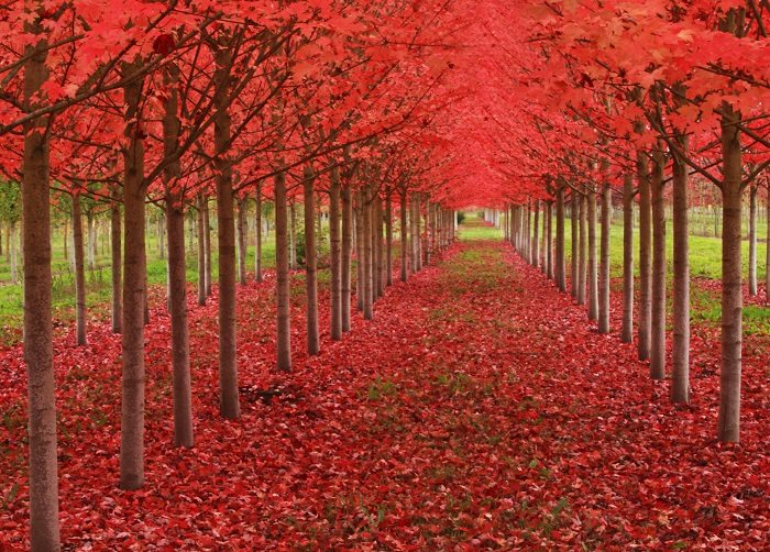 maple tree tunnel,oregon