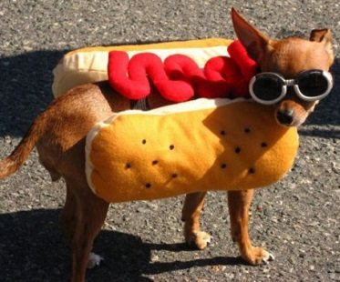 Image result for dog in hot dog costume