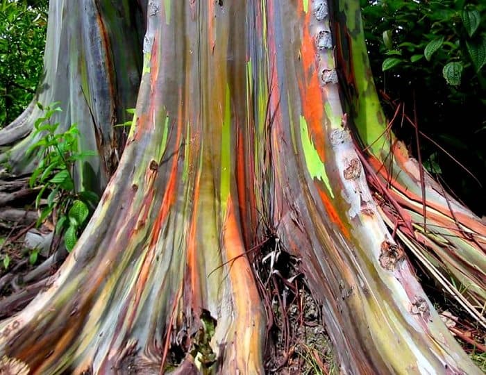 rainbow eucalyptus tree root close up 
