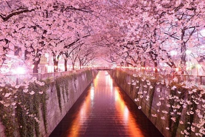 sakura, japan