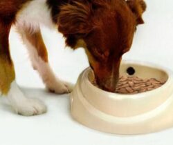 talking pet bowl