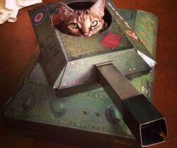 tank cat playhouse