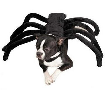 spider dog costume