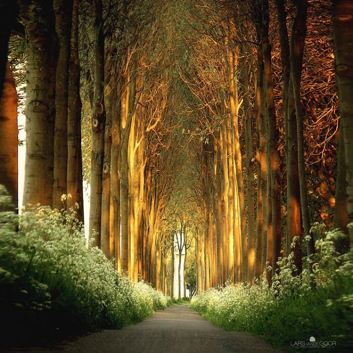 tree tunnel, netherlands