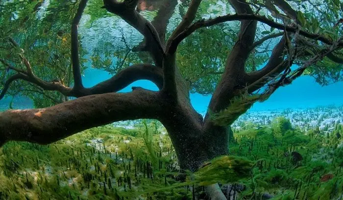 underwater mangrove tree 