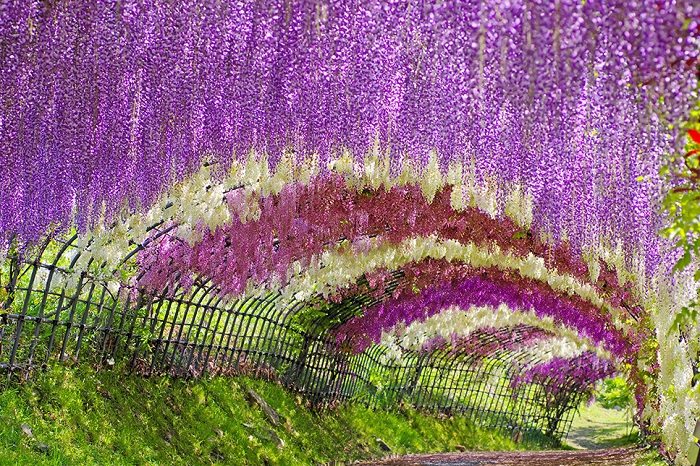 wisteria, japan