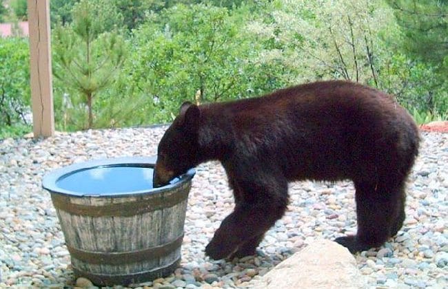 Bear-In-water-2
