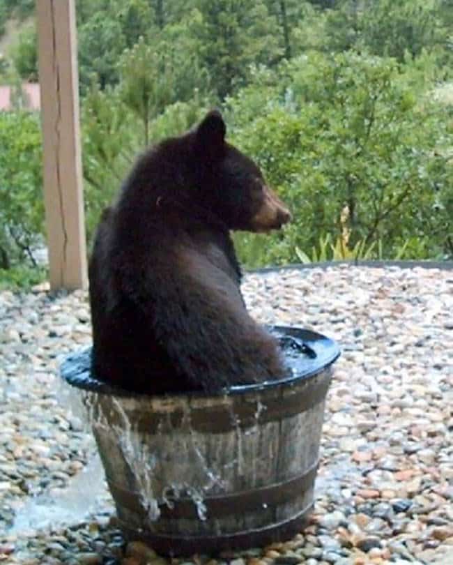 Bear-in-water-4