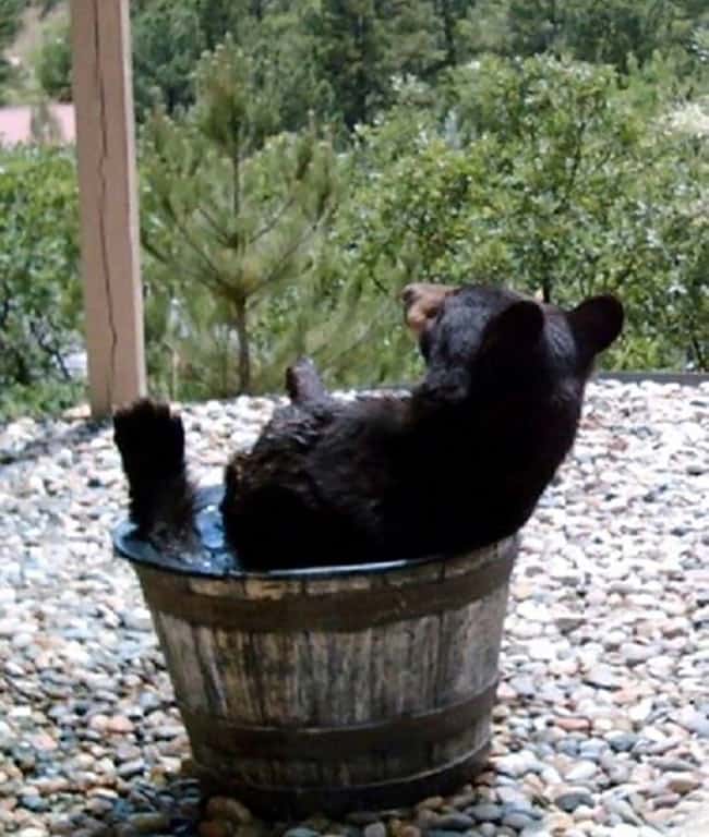 Bear-in-water-7