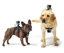 Dog Harness Camera Mount