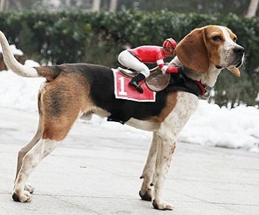 Jockey Rider Pet Costume