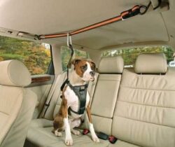 Pet Safety Harness