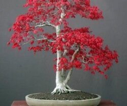 Red Maple Bonsai Kit