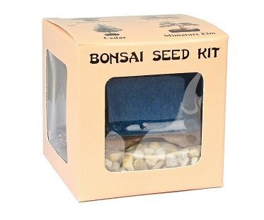 Red Maple Bonsai Kit seed