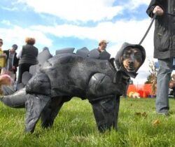 Stegosaurus Dog Costume