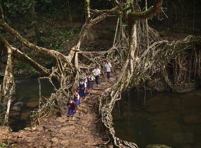 Tree Root Bridge