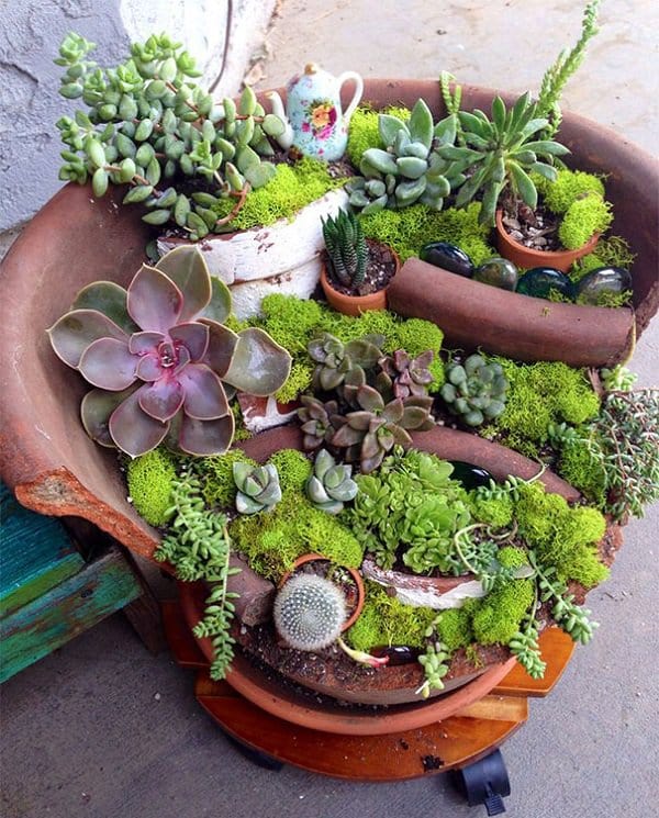 diy fairy garden cactus