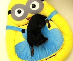 minion pet bed