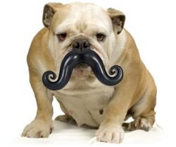 mustache dog toy