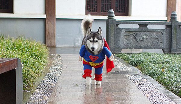 pet-halloween-costume-10