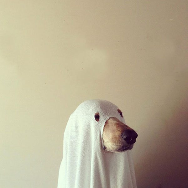 pet-halloween-costume-15