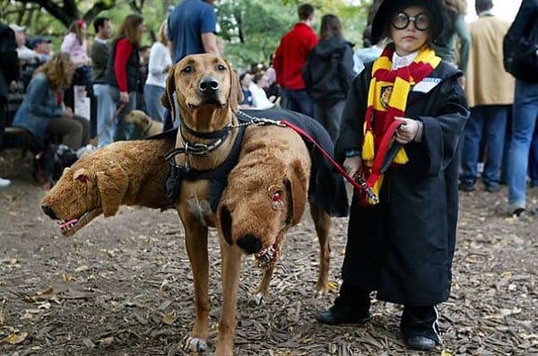 pet-halloween-costume-16