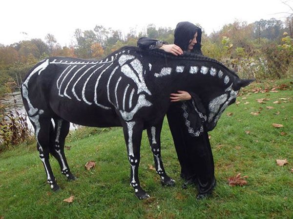 pet-halloween-costume-2