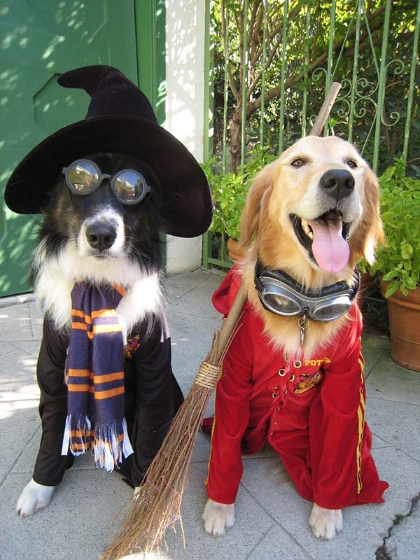 pet-halloween-costume-22