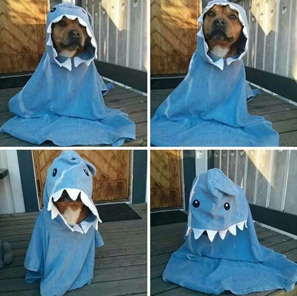 pet-halloween-costume-25