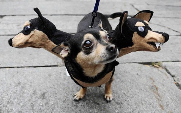 pet-halloween-costume-6