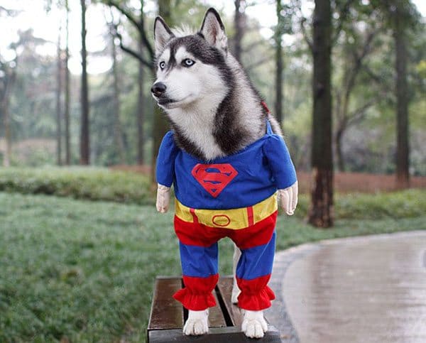 pet-halloween-costume-9