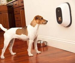 pet videophone