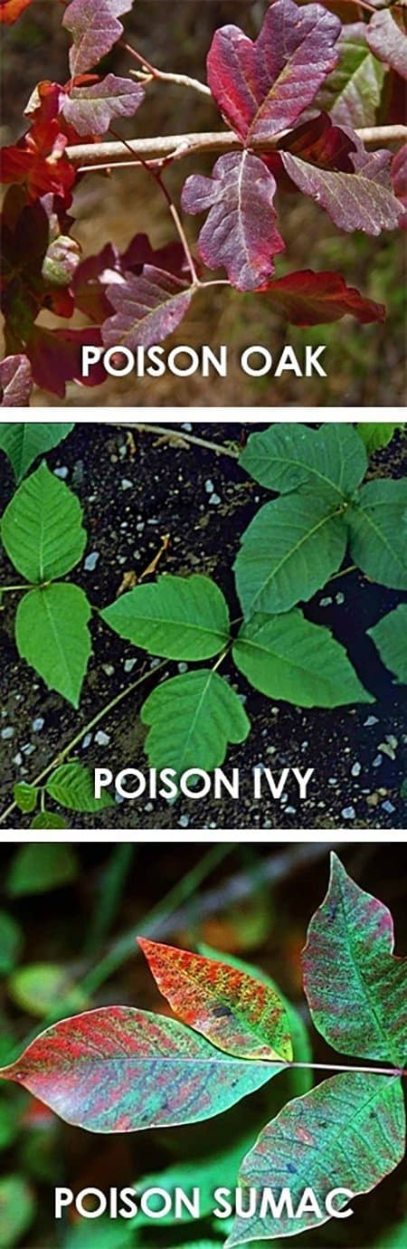 poison ivy